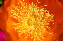 Close Up Of A Prickly Pear Orange Flower