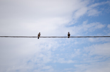 Two pigeons on a wire