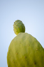 Close Up Of A Prickly Pear