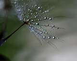 Fototapeta Dmuchawce - dandelion and a drop of water