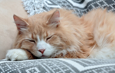 Wall Mural - A norwegian forest at male sleeping on a couch