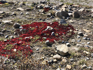 Sticker - The beautiful red flowers growing in the rocky field under the sunlight in Canada