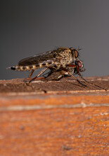 Robber Fly Or Assassin Fly In Close-up View
