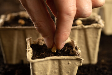 Planting seeds in spring. Planting seeds in peat pots. A hand plants a seed in a pot