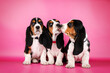 basset hound cute puppies photo shoot pet studio photography
