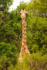 a large portrait of a funny giraffe on a background of greenery close-up looks very close at the camera vertically. african national park. wild life