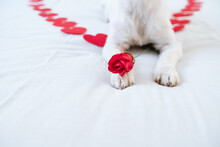 Cute Jack Russell Dog At Home With Red Rose On Paw, Red Hearts On Bed. Romance, Valentines Concept