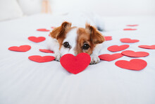 Cute Jack Russell Dog At Home With Red Love Roses And Hearts, Romance Valentines Concept