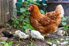 Beautiful brown hen with her little newborn chicks walking outside on the farmyard. Natural organic household concept