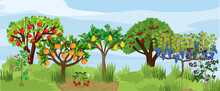 Landscape With Different Fruit Trees And Berry Shrubs With Ripe Fruits On The Branches. Harvest Time