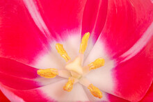 Close Up Of Beautiful Pink Tulip