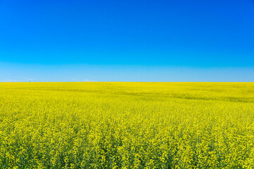 Canvas Print - Landscape with the image of a field