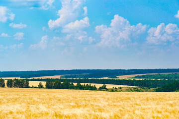 Wall Mural - Landscape with the image of a field