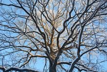 A Large, Sprawling Oak In Winter - A View Of The Crown Covered With Snow Against The Background Of A Blue Sky