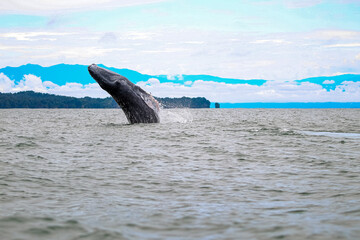 Poster - A large whale jumping out of the water in the sea