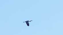 Close Up Shot Of Grey Heron Flying In Sky