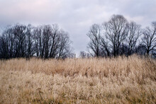 Dry Tall Grass Against The Background Of Bare Trees And An Evening Cloudy Sky In Early Spring. Autumn Or Spring Landscape.