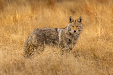 Wall Mural - Coyote side view