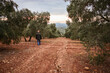 Anonymous man walking in olive cultivation in Andalusia at sunset