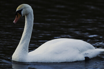 Poster - An adorable white swan in a pond