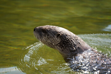 Canvas Print - A closeup shot of an adorable otter swimming in a lake