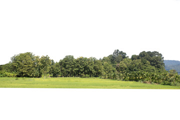 Wall Mural - group of tree. green treeline isolated on white background.
