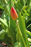 Fototapeta Tulipany - One bright colorful red bud tulips close-up with green leaves in the garden