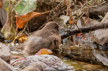 Wall Mural - An Abert's towhee ruffles its feathers as it bathes in a small creek 