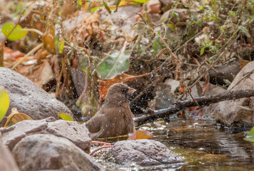 Wall Mural - an aberts towhee bathes in a small creek
