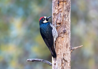 Wall Mural - an acorn woodpecker perched on the side of a dead tree