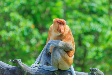 Wall Mural - proboscis monkey or nasalis larvatus