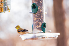 Close Up Shot Of A American Goldfinch On Feeder