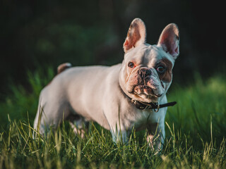 Wall Mural - A close-up shot of a white French Bulldog