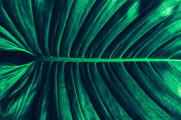 tropical palm leaf, abstract green texture background