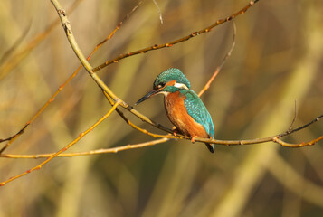 Wall Mural - A Kingfisher, Alcedo atthis, perching on a branch. It has been diving into the river catching fish.	