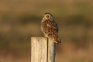 Wall Mural - a beautiful short-eared owl, asio flammeus, perched on a fence post.