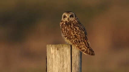 Wall Mural - a beautiful short-eared owl, asio flammeus, perched on a fence post.