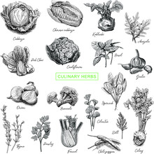 Culinary Herbs And Vegetables Set: Cabbage, Kohlrabi, Chinese Cabbige, Pak Choi, Broccolli, Arugula, Onion, Broccoli, Basil, Garlic, Cilantro, Spinach, Fennel, Celery, Dill, Parsley, Thyme.