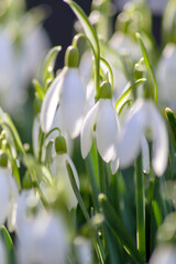  First spring snowdrops flowers with pollen and nectar for seasonal honey bees in february with white petals and white blossoms in macro view with nice bokeh and a lot copy space