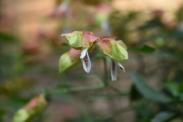 Poster - Beloperone guttata flowers. Acanthaceae tropical plants native to Mexico. 