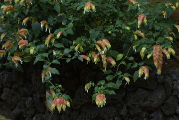 Poster - Beloperone guttata flowers. Acanthaceae tropical plants native to Mexico. 