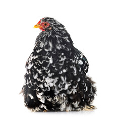 Poster - Pekin Bantam in studio