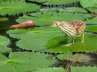 Canvas Print - A closeup shot of the yellow bittern bird catching a fish from the water lily pond