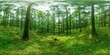 early summer mossy forest in Mt.Fuji 1