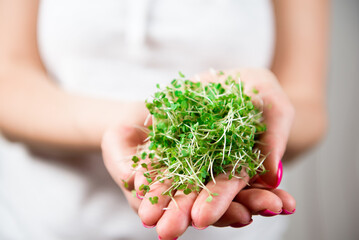 Micro-green healthy food and greens grass. Sprouting Microgreens.