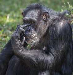 Poster - A closeup of a black monkey