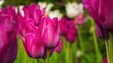 Fototapeta Tulipany - Wiosenne kwiaty tulipany w porannym słońcu