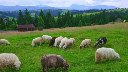 Canvas Print - Mountain scenery with sheep, Carpathians, Mountain Valley Peppers, Ukraine