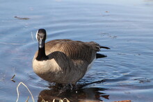 Country Goose On The Shore
