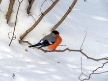 A Bullfinch With A Red Breast Sits On The Lower Branch Of A Tree On A Winter Day.